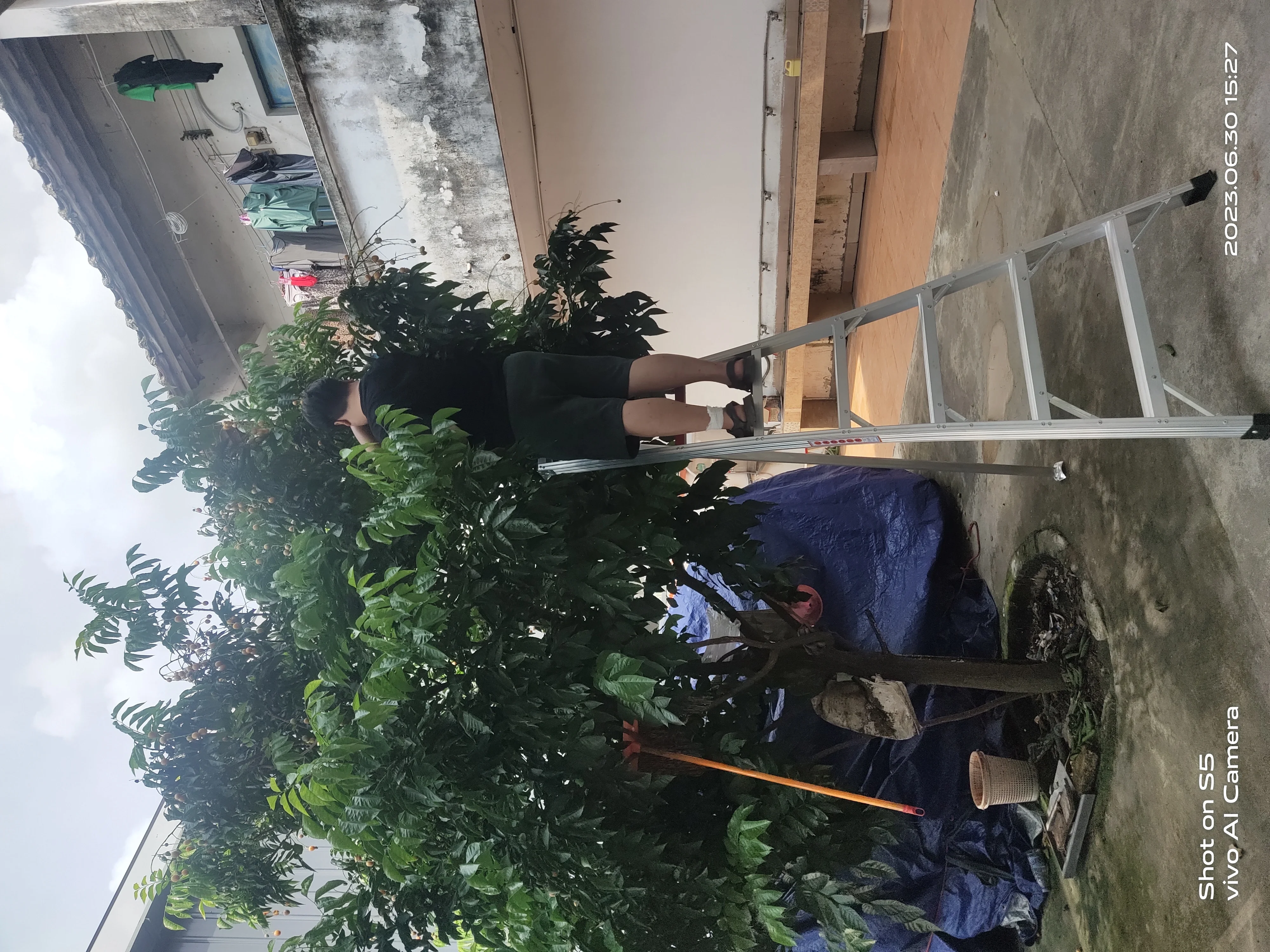 Multi purpose aluminium step orchard position ladder adjustable agricultural ladder