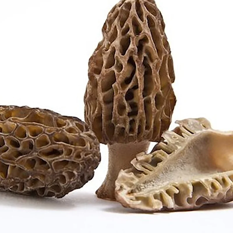
factory price dried fresh morel cultivate mushroom morchella esculenta 