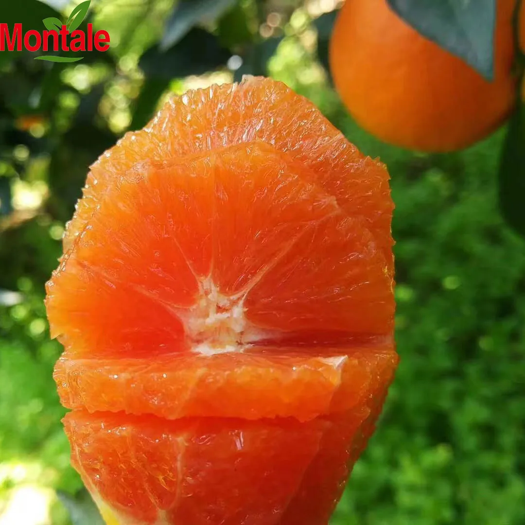 2022 new season navel orange newhall