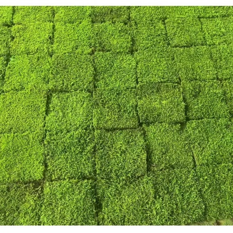 High Quality Real Natural Soft Everlasting Preserved Moss round  wall hanging framed artificial moss balls for decoration