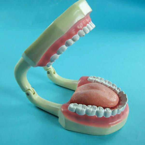 
Tooth Hygiene Demonstration Model 