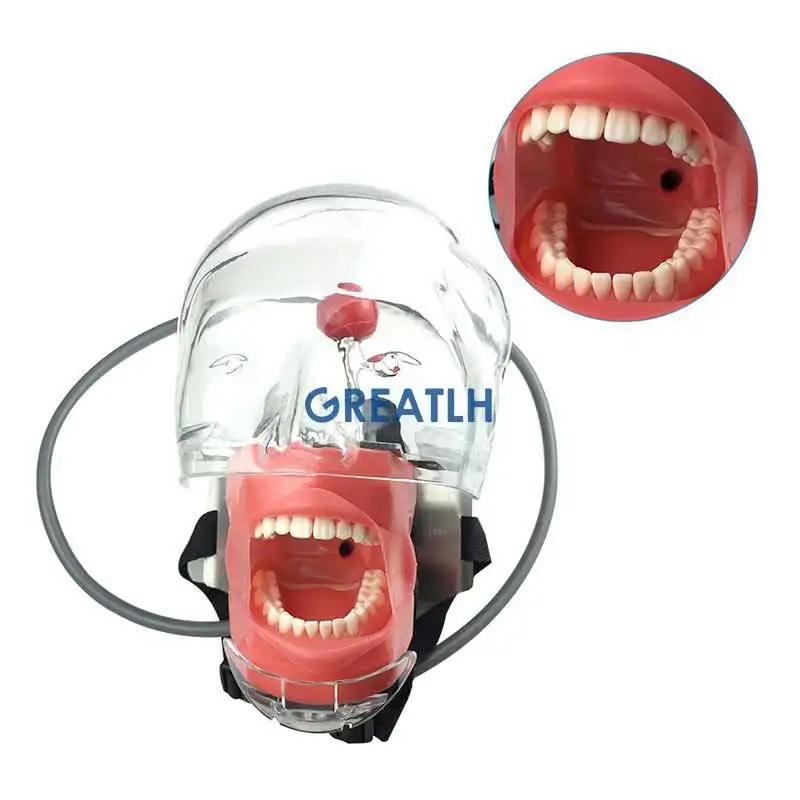high quality Dental Training Simulator with manikin phantom head model teeth model