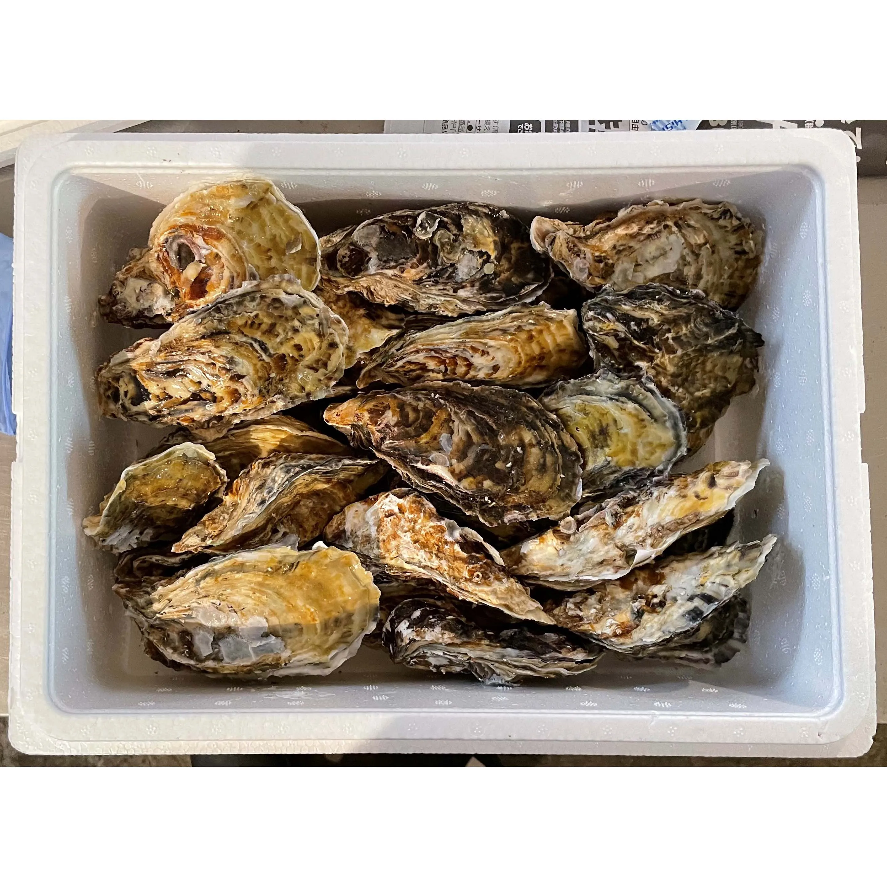 
Supply private label high quality wholesale oyster fresh for sale 