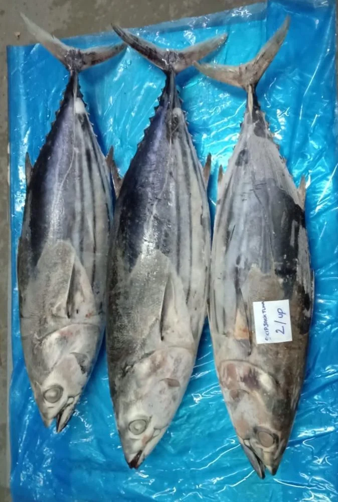 
SKIPJACK TUNA 