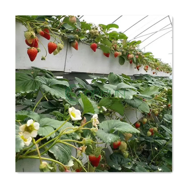 Agricultural Galvanized Steel Frame Strawberry Melon Vertical Fodder Irrigation Nft System Hydroponics