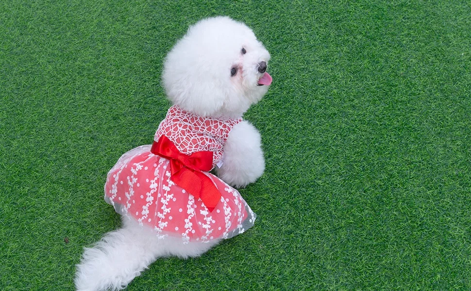 CuteBone Cheap Factory Price Fashion Design Color Dog Outfits Mesh Dog Skirts Summer Puppy Dress for Party