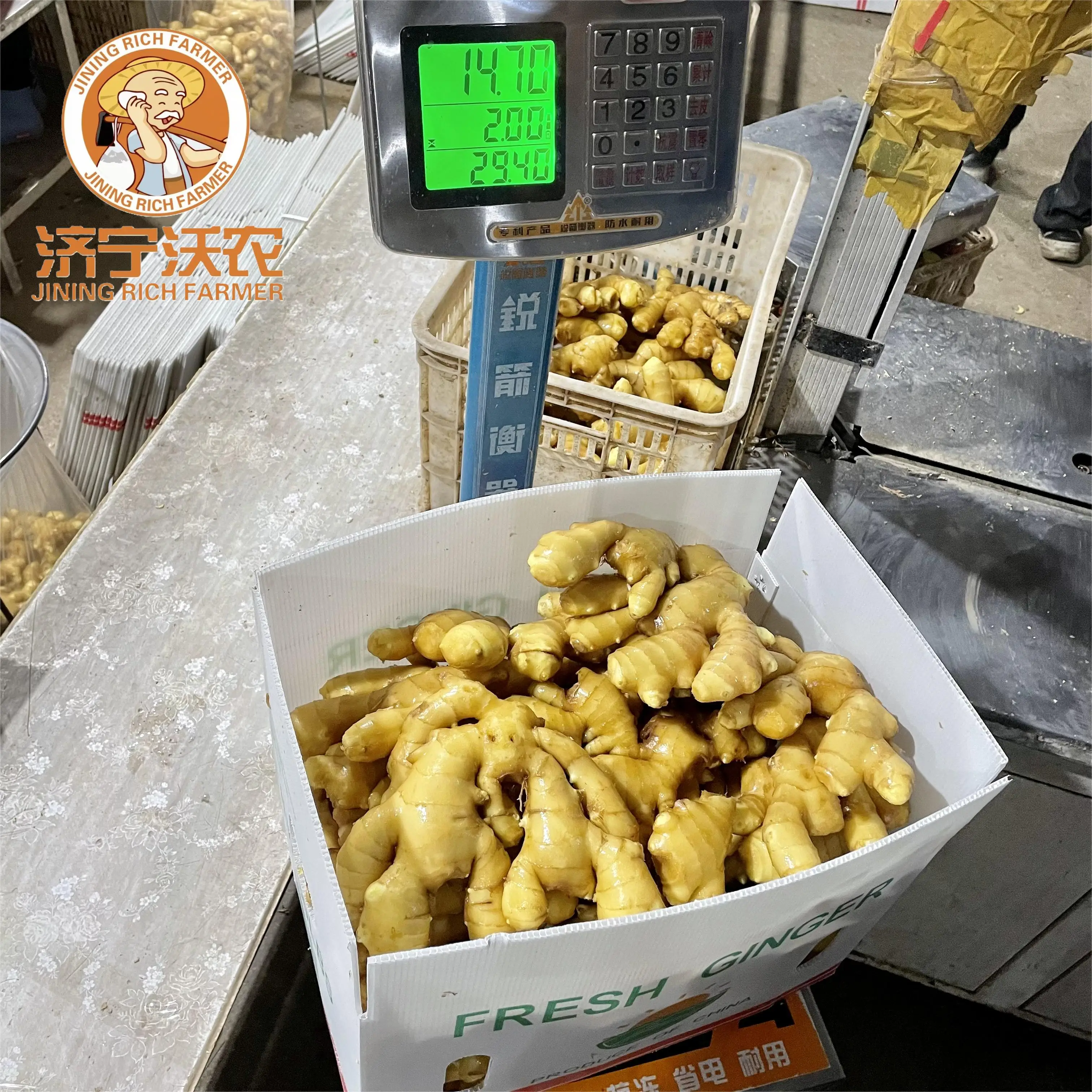 new crop fresh ginger best price fresh washed ginger best quality professional export organic