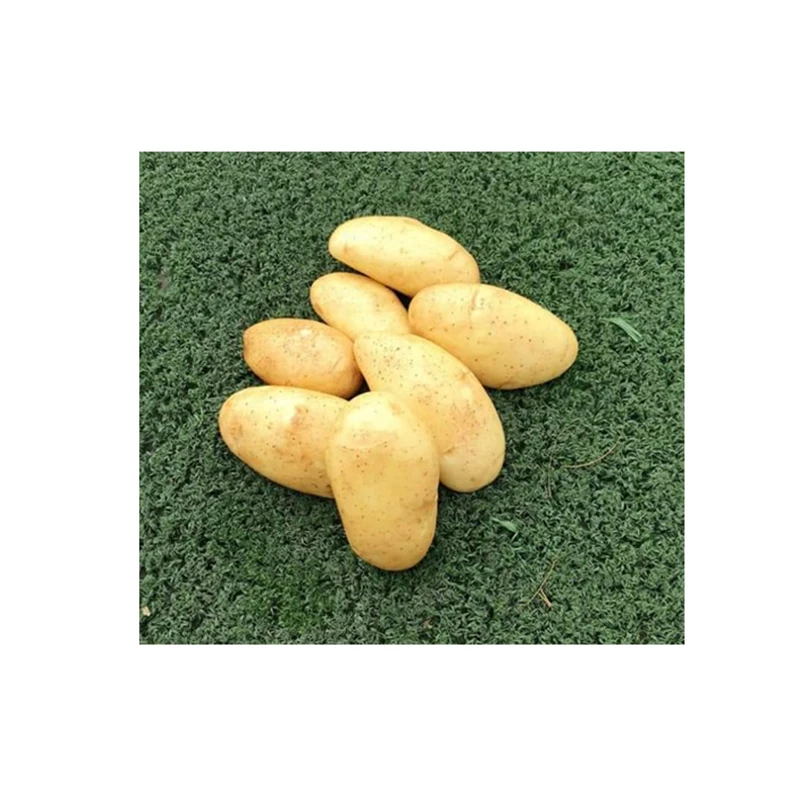
100% Organic Fresh Potatoes suppliers French Fries Frozen Chips Mongolia Bulk Vegetables Strips 