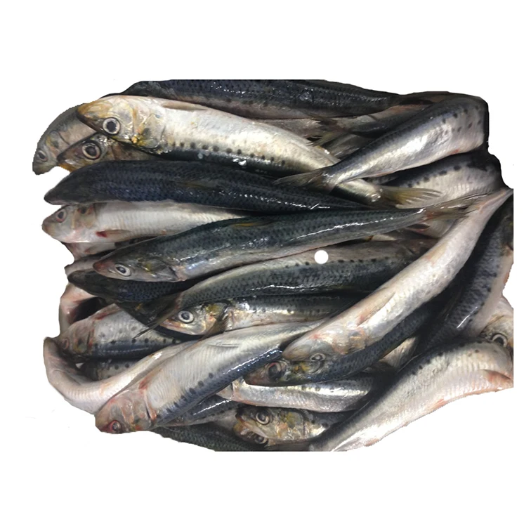 
High quality IQF freshness sardine in fish frozen seafood in bulk HACCP for fishing bait lures raw material 
