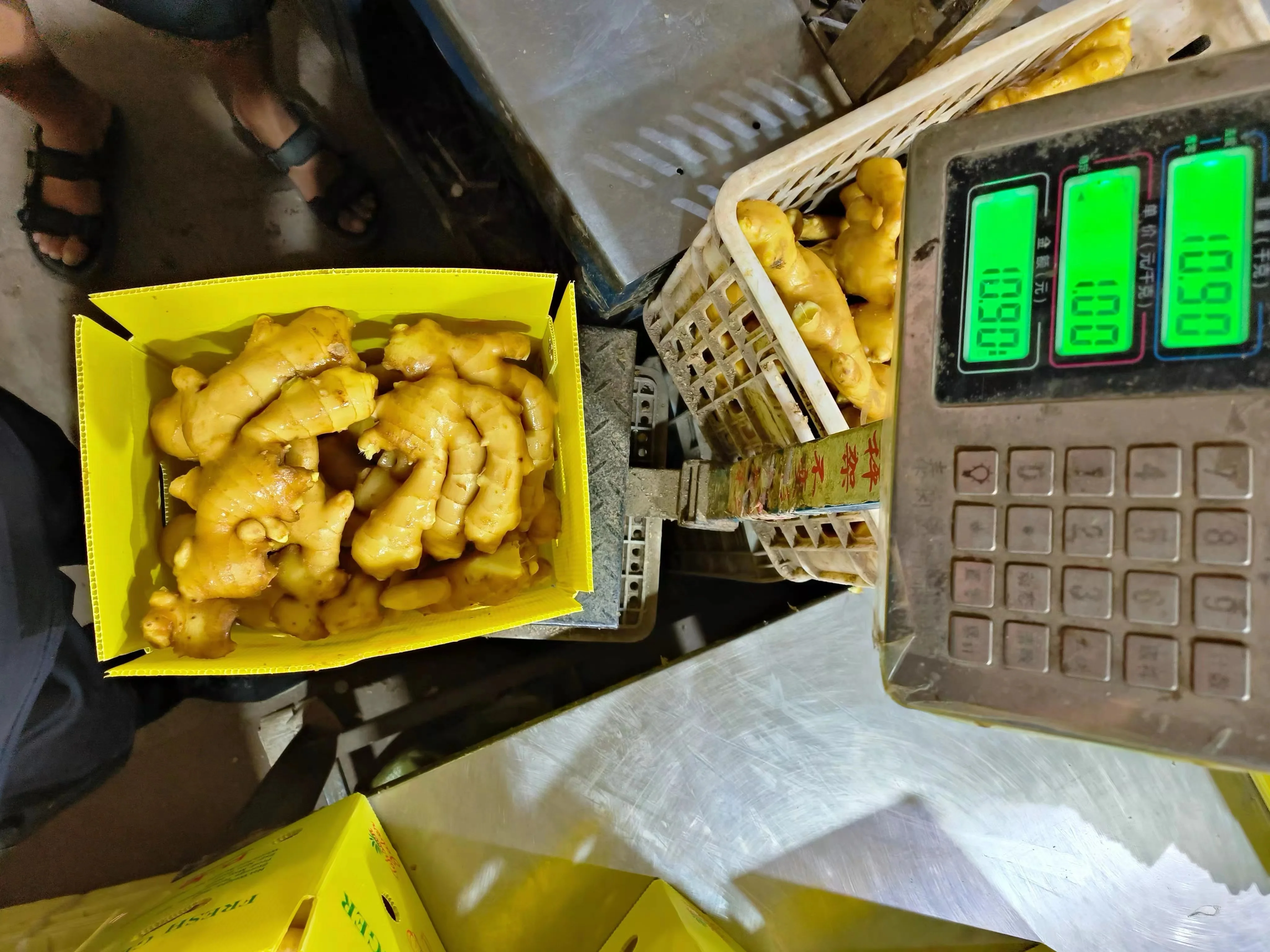 EXPORT / WHOLESALES High Quality Fresh Elephant Ginger From China 2023 Fresh Ginger