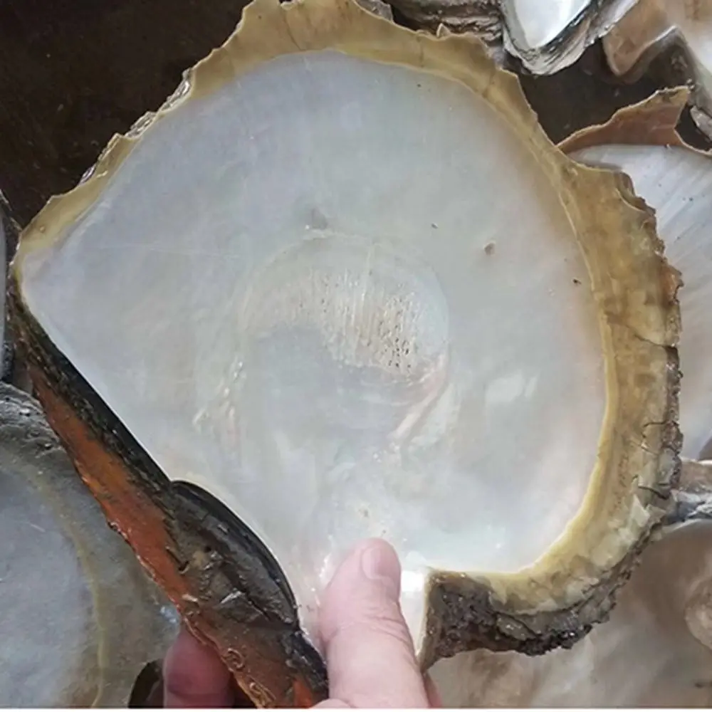 9-12cm Raw Materials Yellow MOP In Stock  Factory Price Natural Washed Yellow Mother Of Pearl