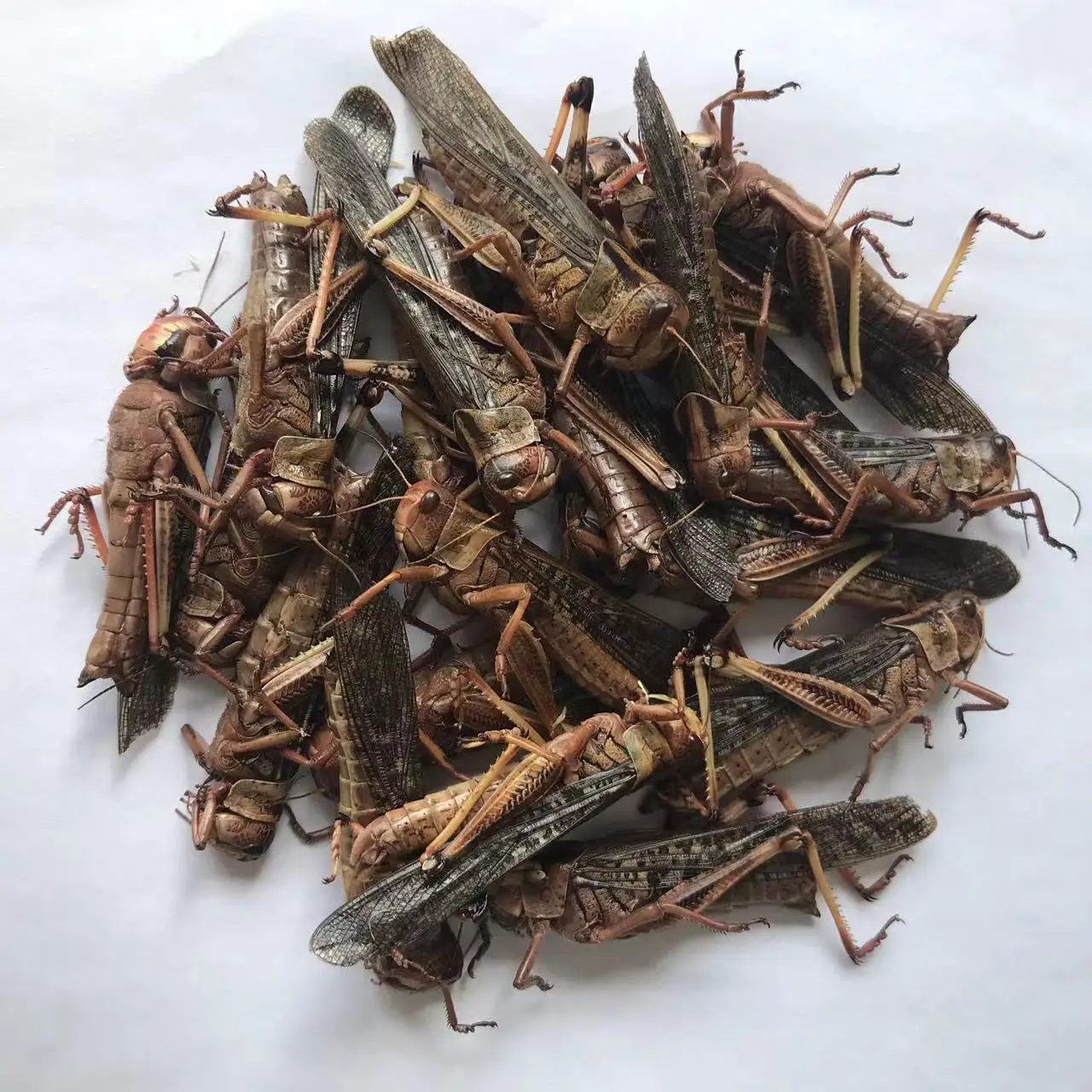 Съедобные насекомые сушеные кузнечики корм для животных съедобные домашних