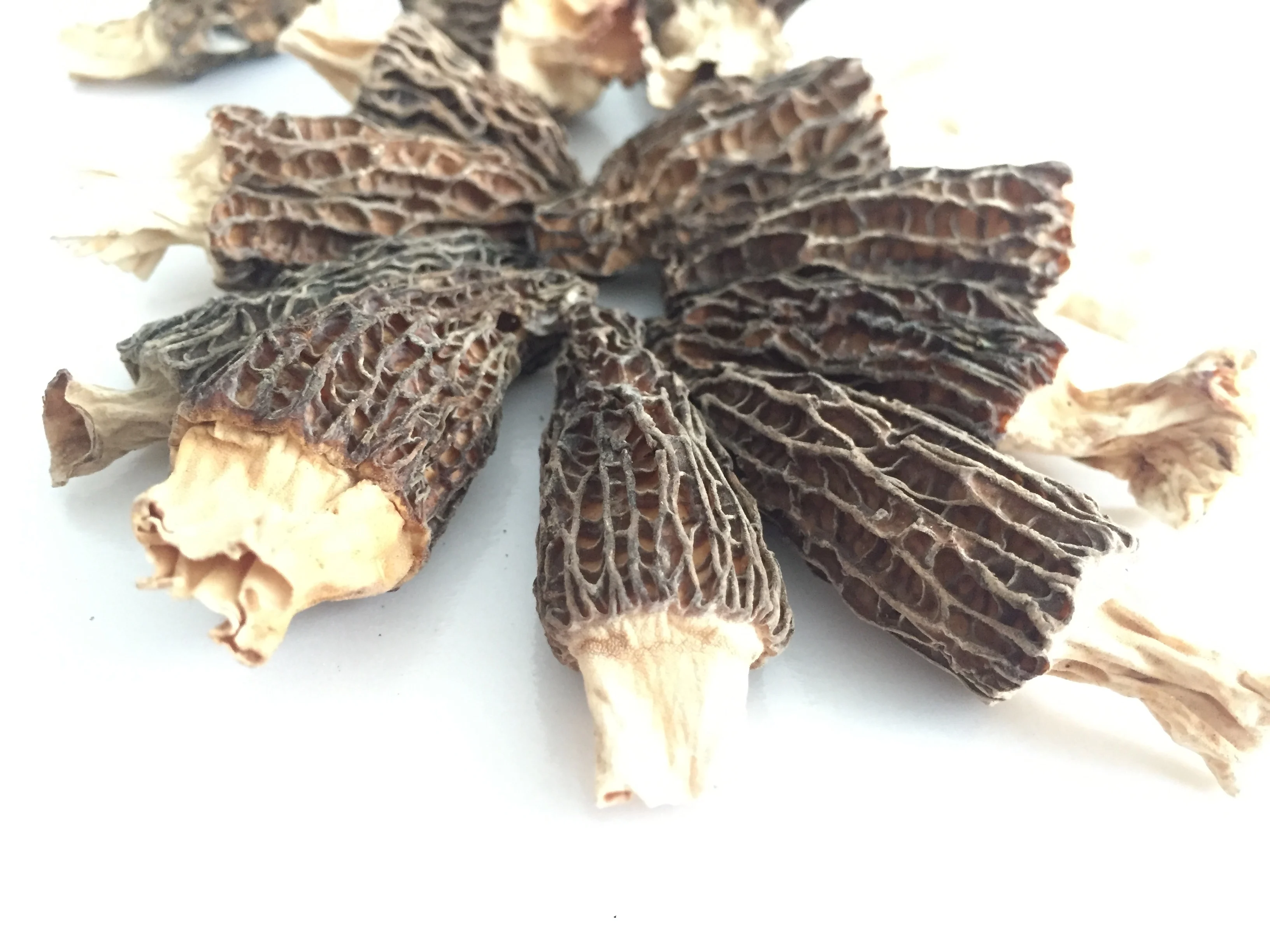 Factory Price Premium Quality Dried Brown Morchella Morels Mushroom Whole with Stem (1-3 CM)