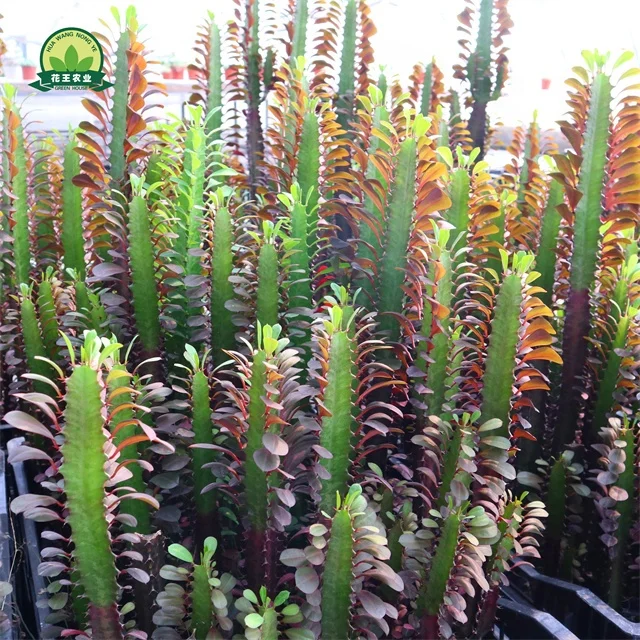 direct sale red color succulent plant for home indoor decoration