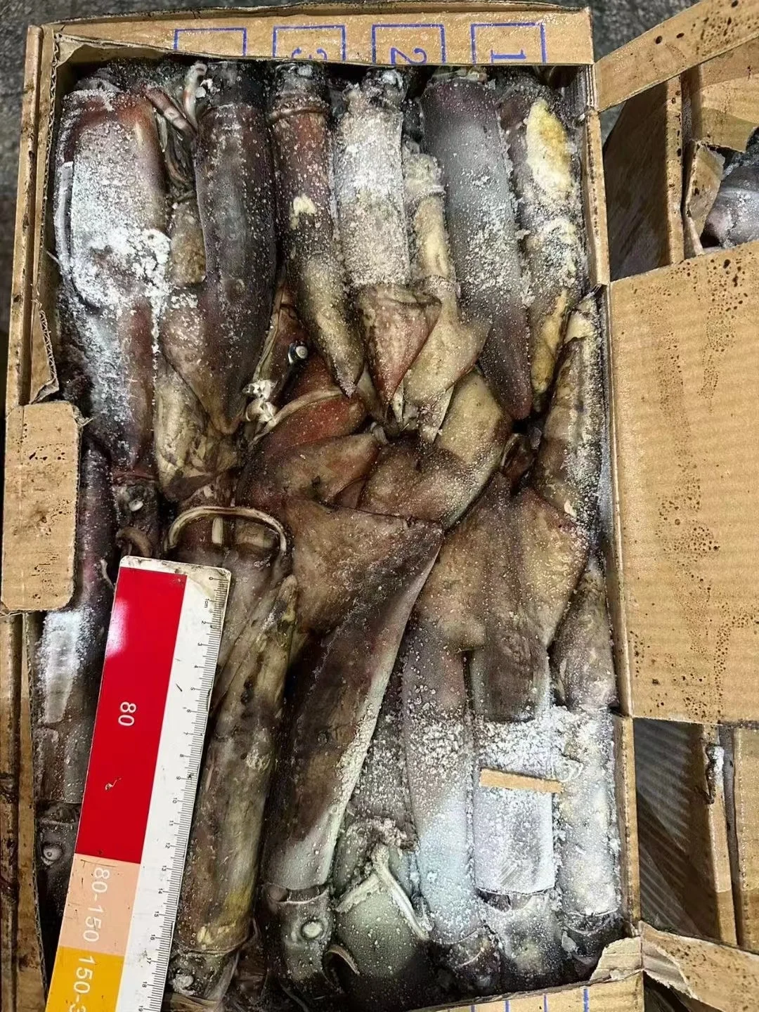 High Quality 100 - 300g Frozen Indian Squid Whole Round Wholesale Origin China