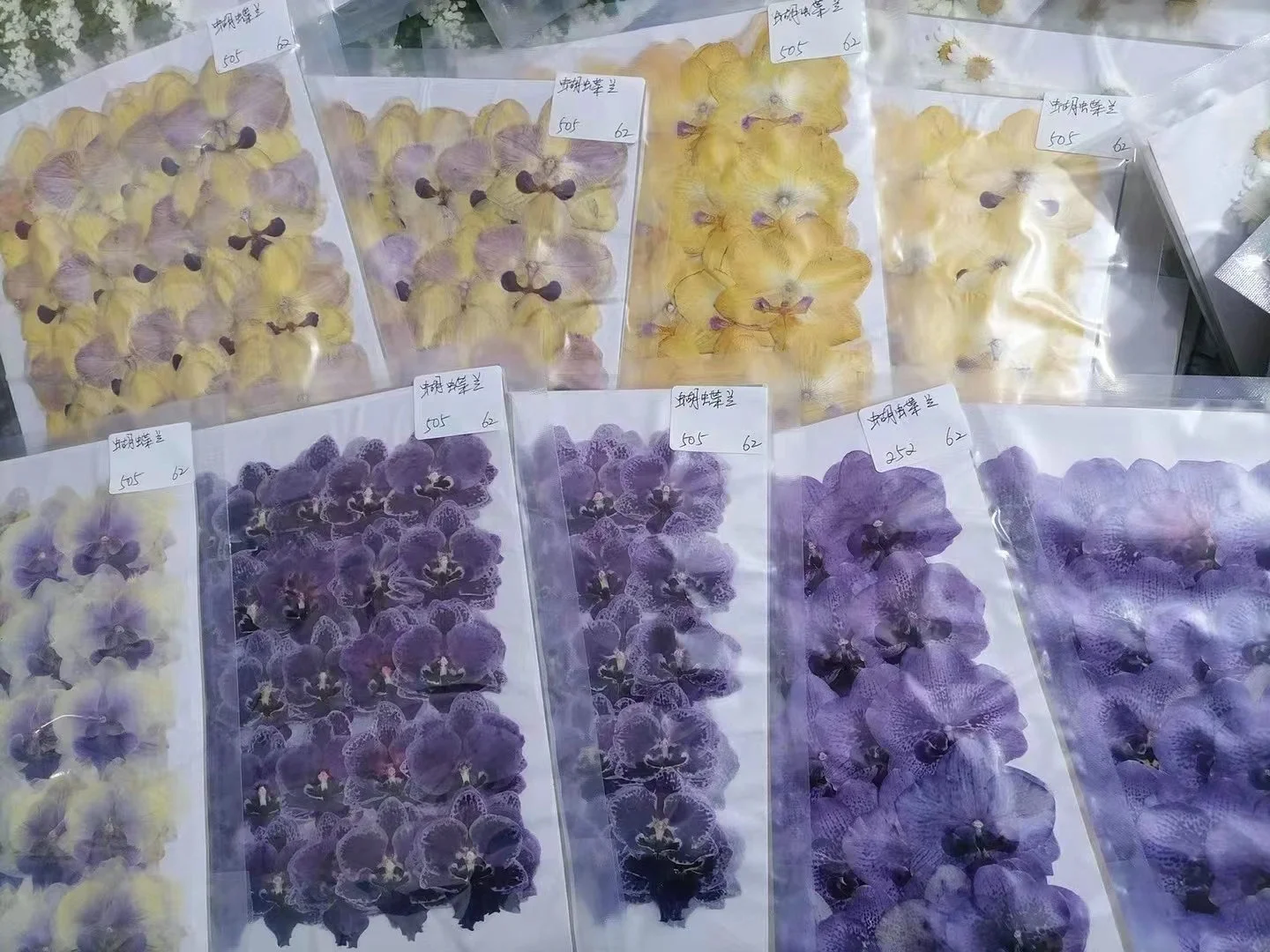 Pressed Flower Moth Orchid, Butterfly Orchid, Phalaenopsis Amabilis Suitable For Lamp Frame Bookmark Child Education