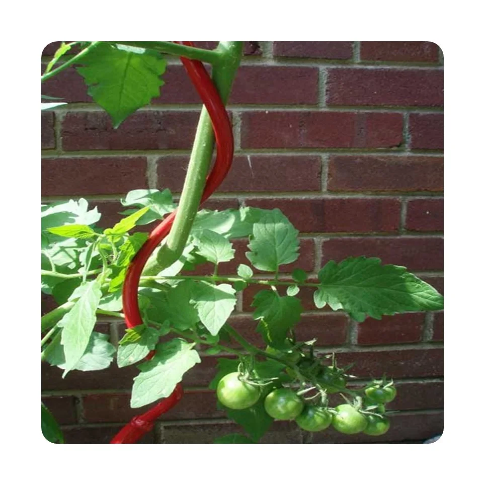 Galvanized Steel tomato support cage spiral stakes for tomatoes For Tomato