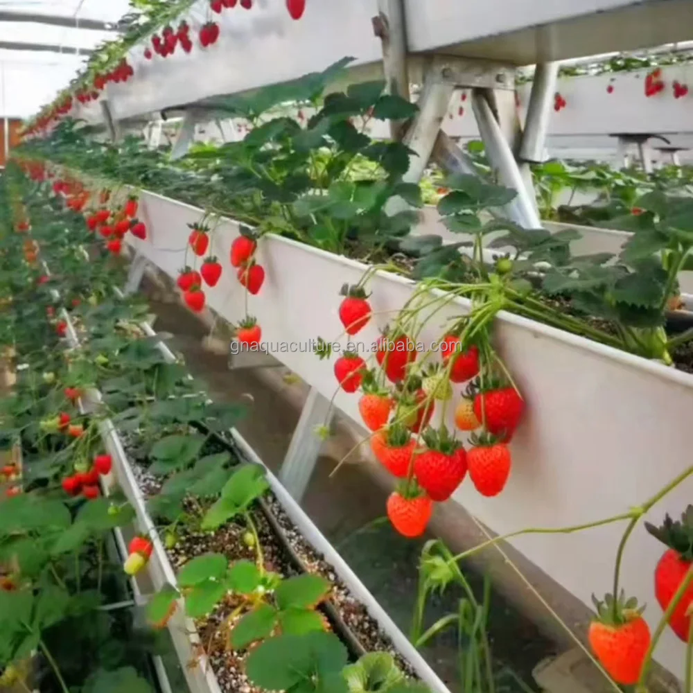 Above Ground Cultivation Equipment System Hanging Channel For Strawberry Color Strawberry Seeds For Planting