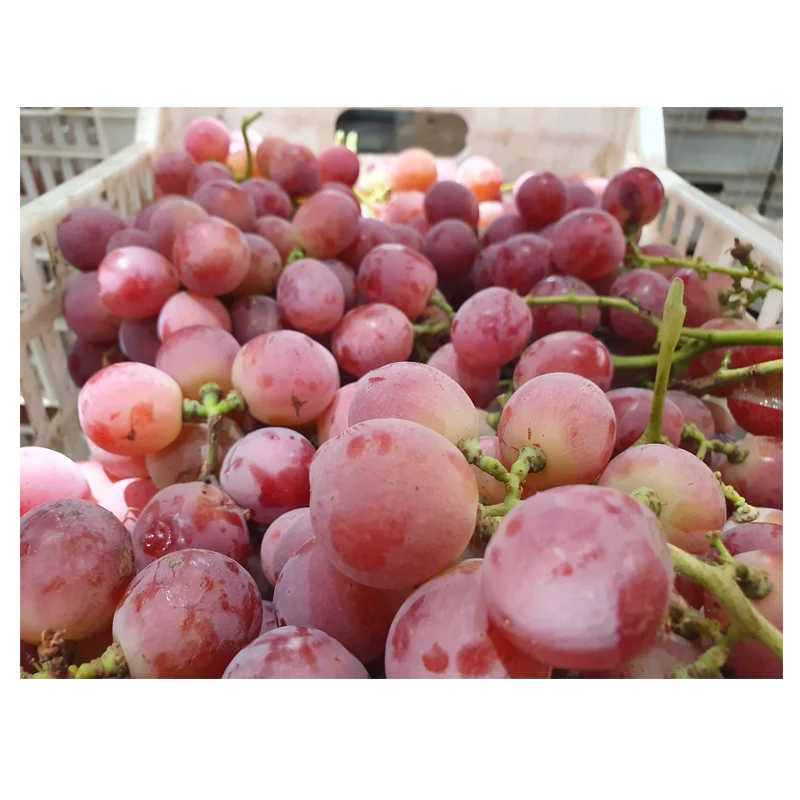 
Organic Sweet Fresh Seedless Table Green Purple Grape Fruit With Different Varieties 
