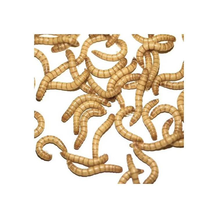 
Xin jie biotechnology superior quality mealworms/dried mealworm 