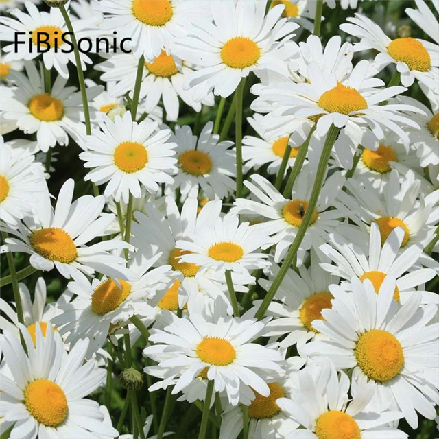 
FiBiSonic 100G/BAG Large and Small Shore Chrysanthemums Seeds Garden Landscape Seed Courtyard Perennial Flower Seeds 