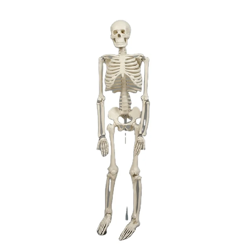 42cm Indoor/Outdoor Use Halloween Decorations Plastic Life Size Full Body Realistic Gear Movable Joints Halloween Skeleton