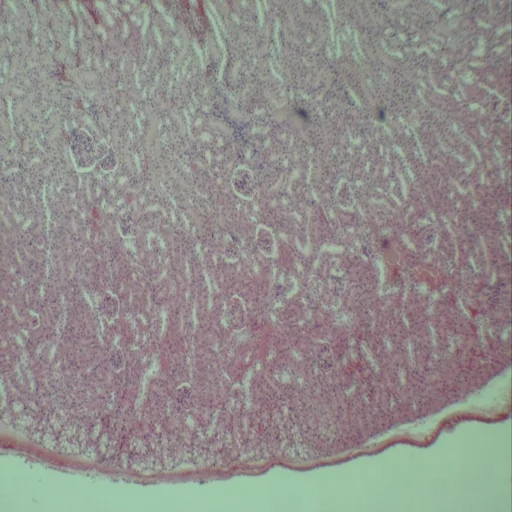 Microscope Slides - Zoology 100pcs Animal Prepared Slides High Quality Educational Supplies for Zoology