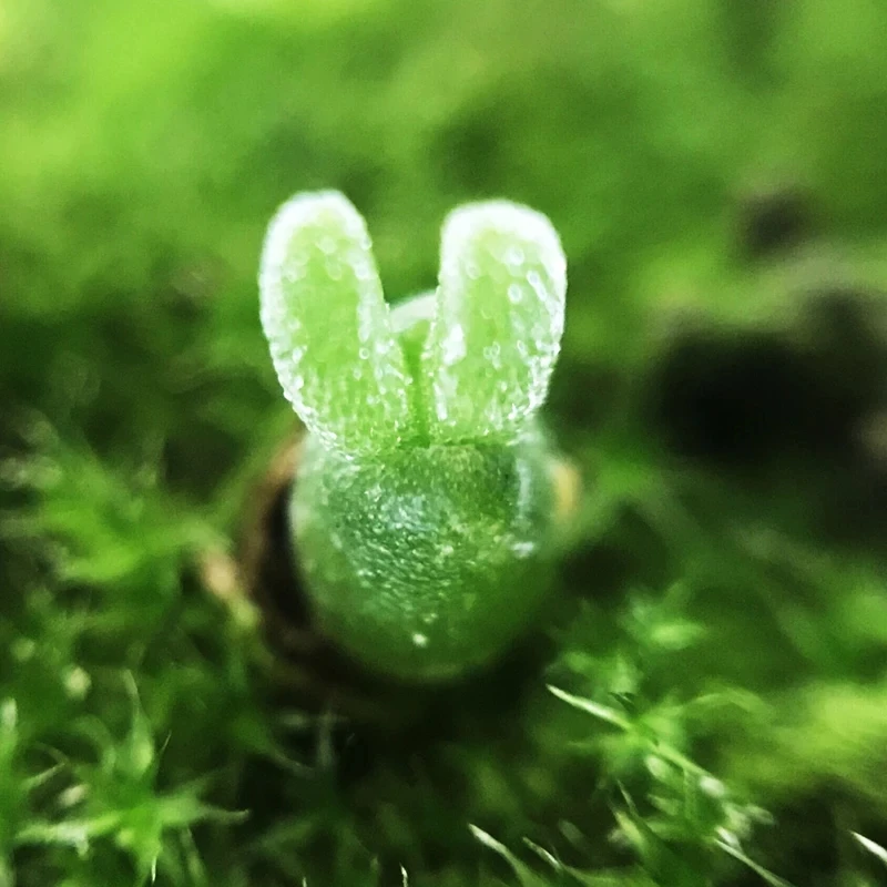 
Indoor perennial nature product Succulent plant MonilariaobconicaIhlenf.&Joergensbalcony 