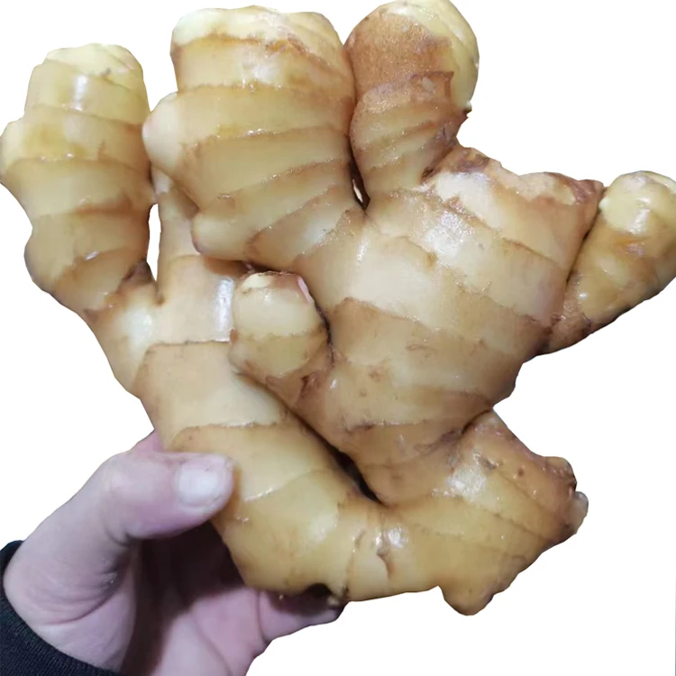 The great ANQIU ginger  light yellow  & spicy hot, all new crop and well preserved in cold storage