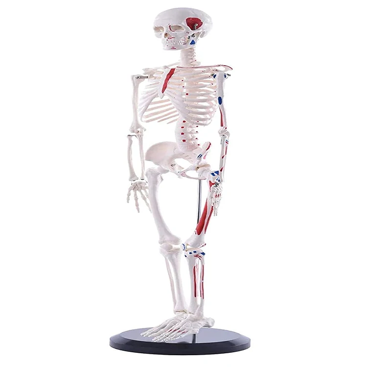 Medical Anatomy Human Skeleton 85 cm With Painted Muscles for Doctors Students Study