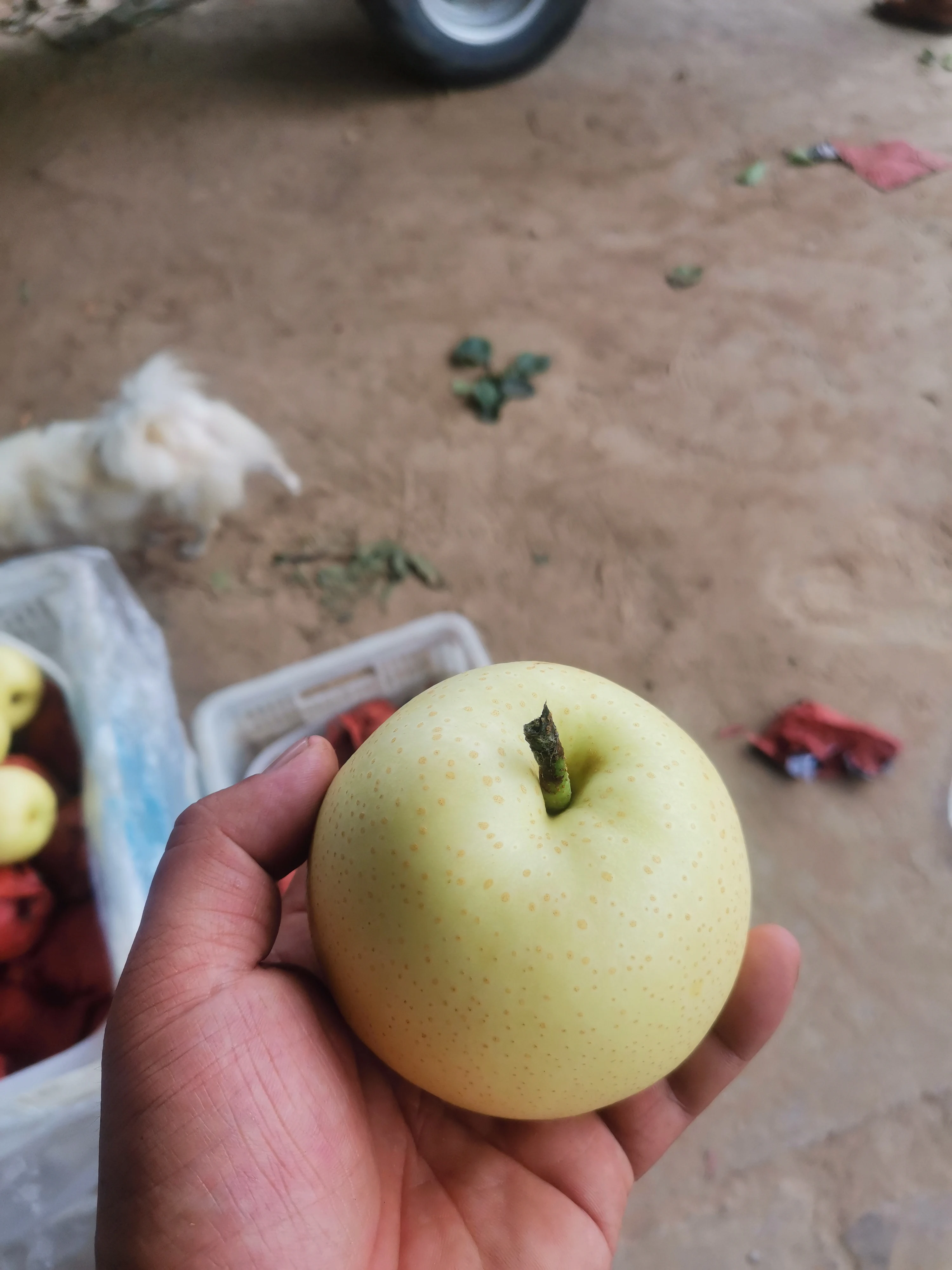 High Quality Fresh Fruit Fresh Pear New Season Milk Pears