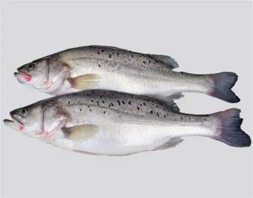 Китай высокое качество рыба замороженные морепродукты цельная замороженная морская
