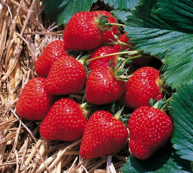 SB01 Fairy new arrival high quality strawberry seeds for growing