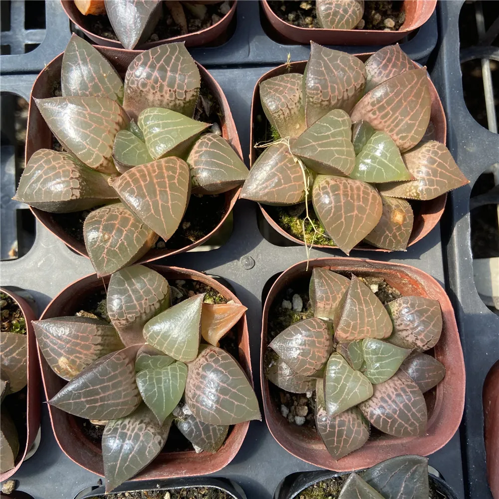 Прямая продажа, About7cm красные живые растения, суккуленты, живые растения оптом для комнатных и уличных бонсай растений