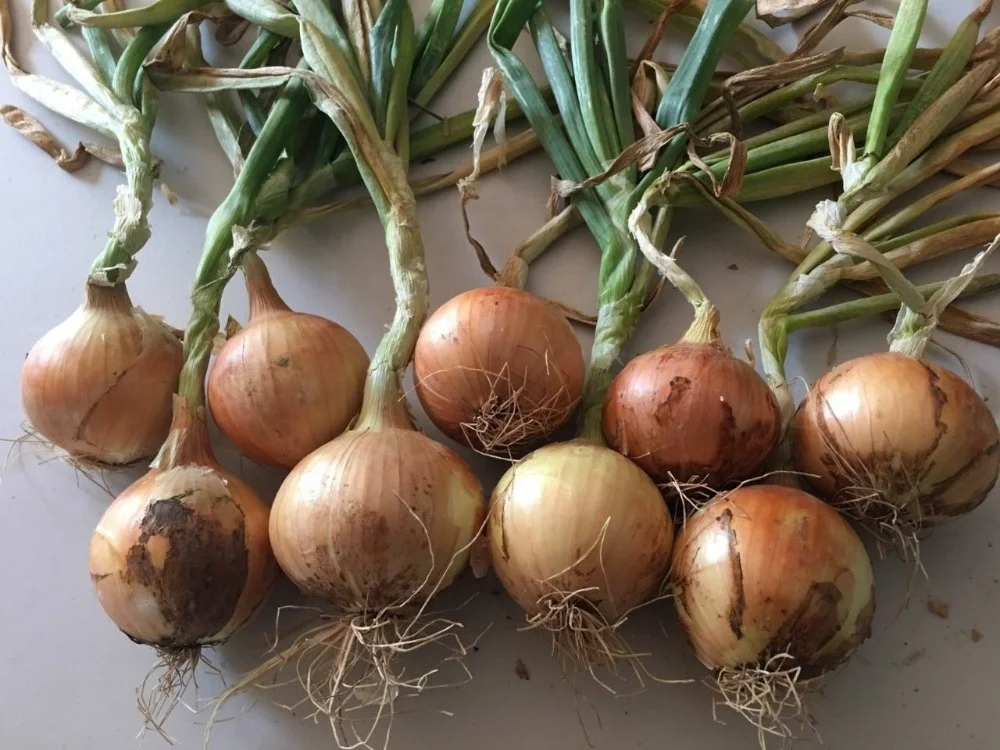
Onion Hybrid Short Day AMMAN F1 Seeds 