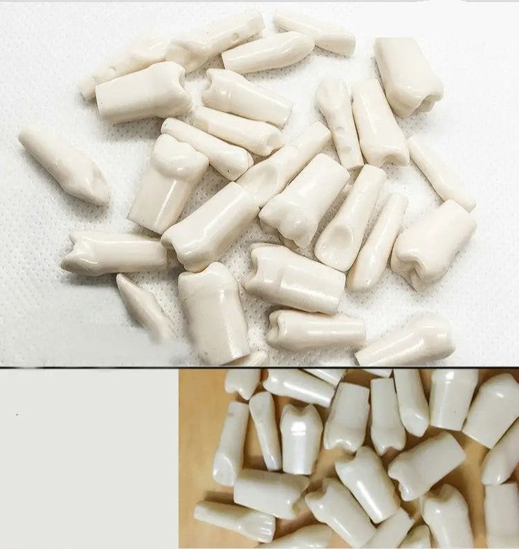 Dental Resin Human 32 Teeth Model Plastic Tooth Teaching Model Dental Refills for Dentist Student