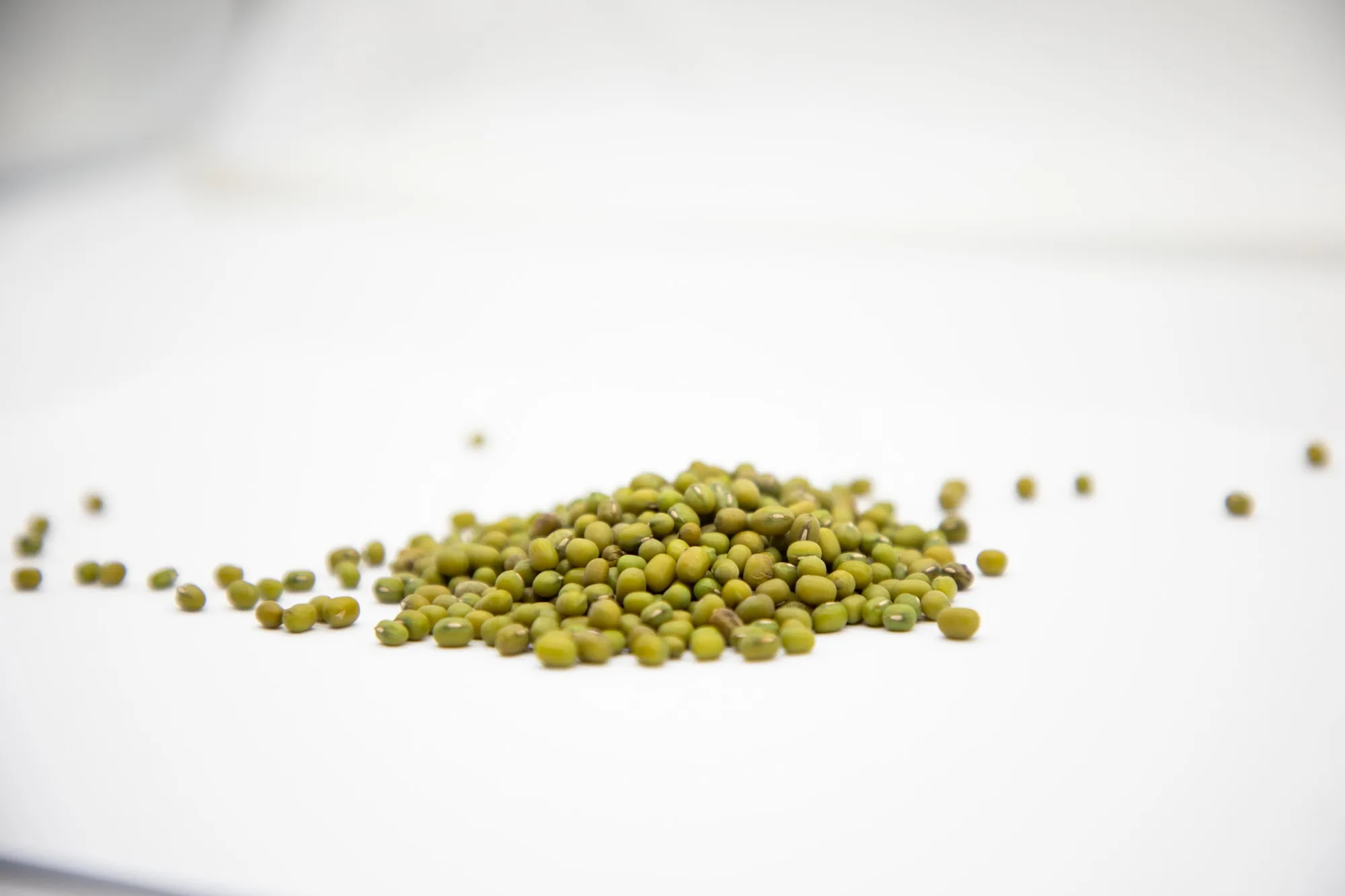 Organic green mung beans 100% natural high grade vigna beans for sprouting from Uzbekistan manufacturer