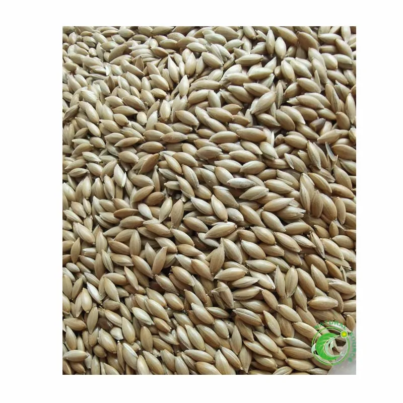 Pure Natural Canary Seeds For Birds Food