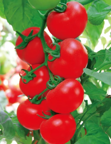 Unliminated семена томата розовый цвет