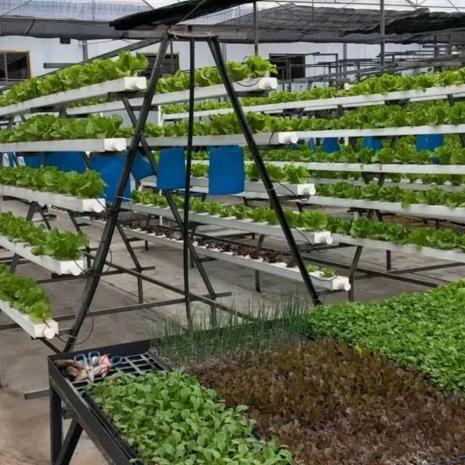 Aquaponics Growing System Aquaponics System Pots for Plants for Fish and Vegetable Glass Greenhouse