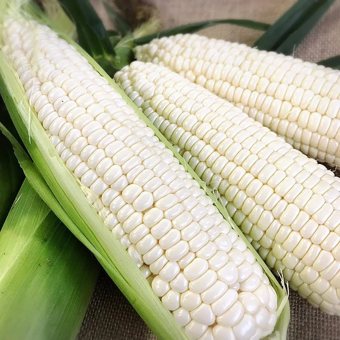 Оптовая продажа белая кукуруза для потребления человеком