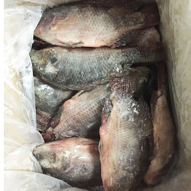 hot selling cheap 90% N.W. frozen tilapia wholesale price 100-200g 200-300g frozen tilapia fish