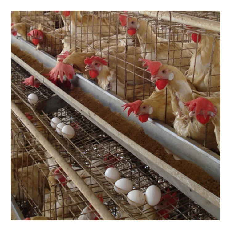 Good Price Automatic 4 Tiers A type layer chicken cage chicken coop  for medium scale poultry farms