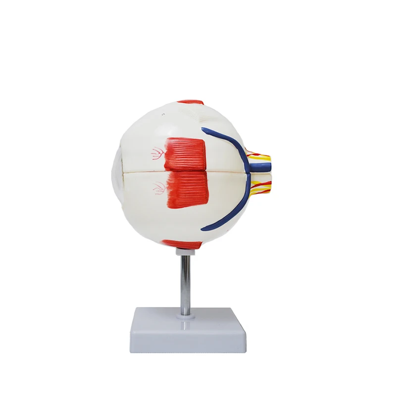 Production of High-quality Human Anatomical Models the Eyeball Showing Nerve Distribution and Structure