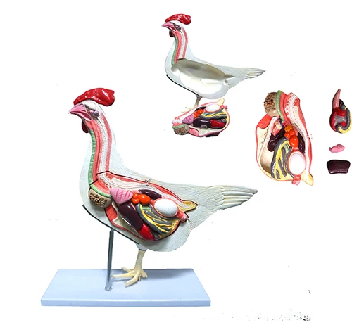 BMN/B024 Life-Size Chicken Anatomical Model for Nurse Training and Medical Usage Features Detailed Skin Model of Hen Anatomy