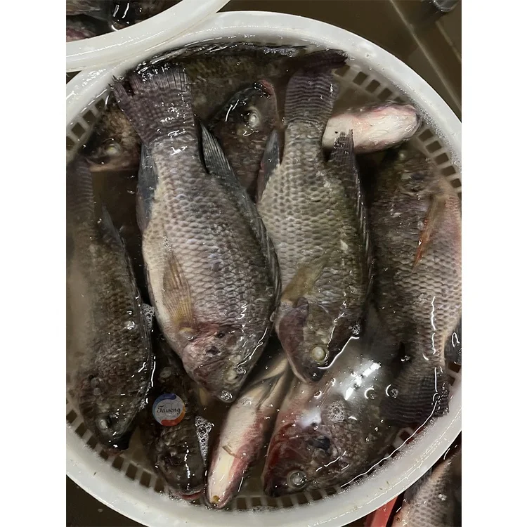 Best Price For China whole round frozen tilapia fish iqf iwp whole round wr all sizes