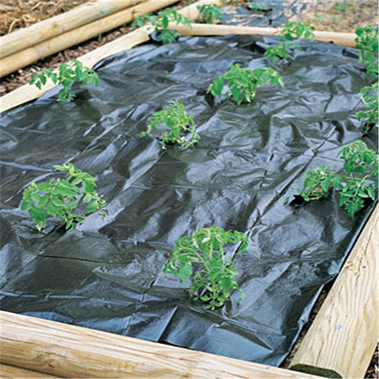 Agricultural Polypropylene Ground Cover Mesh Black For Flower Bed