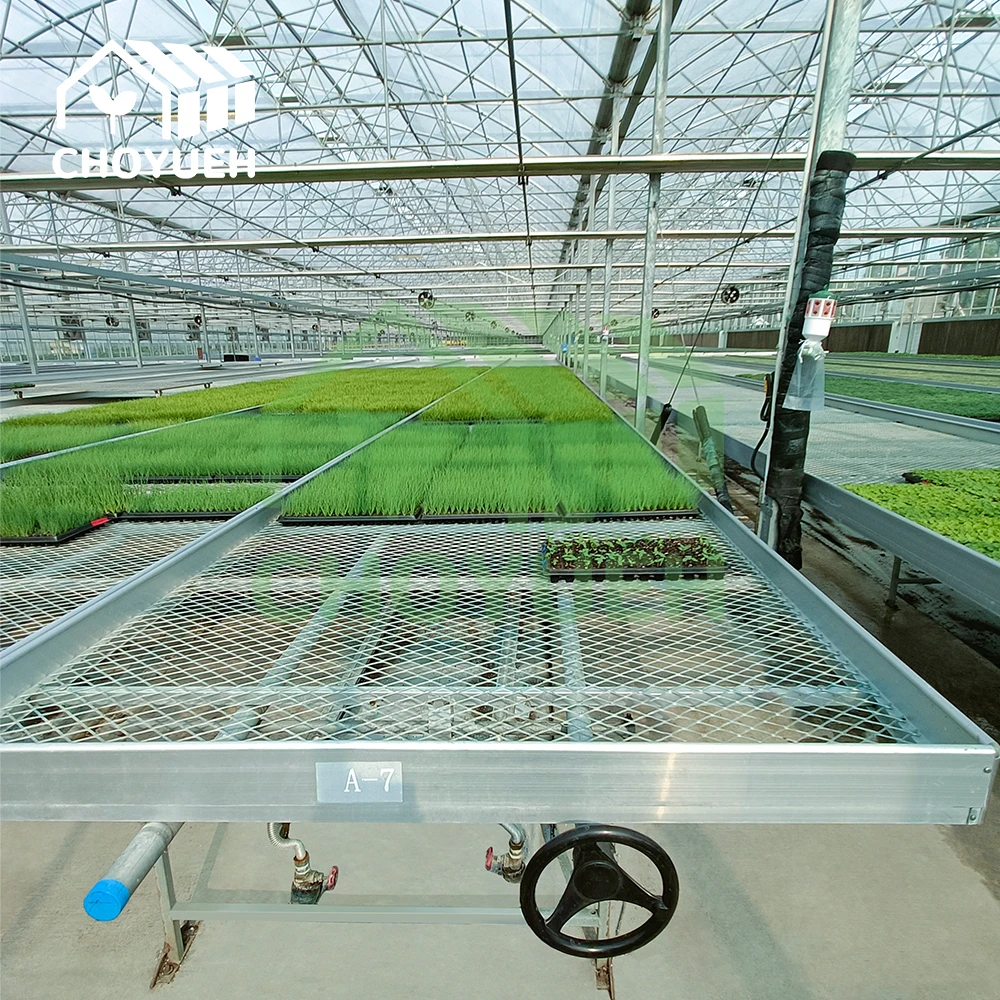 CHOYUEH an Innovative Solution for Enhanced Seedling Production Peanut Seedlings: the Efficient Rolling Seedbed.