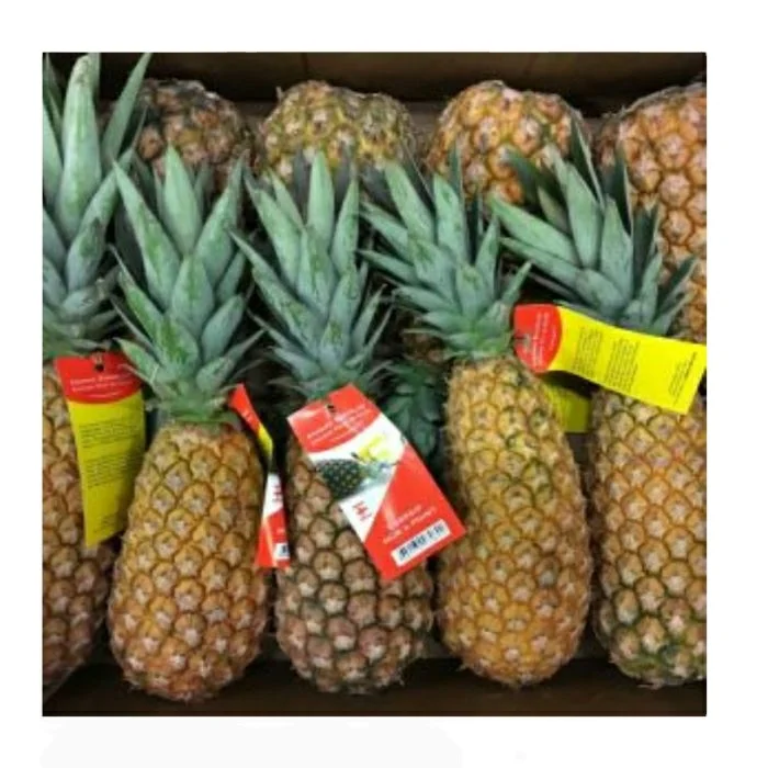 
Supply With The Most Popular Wholesale Exporter Hot Sale High Quality Good Price PINEAPPLE FRESH From Benin 