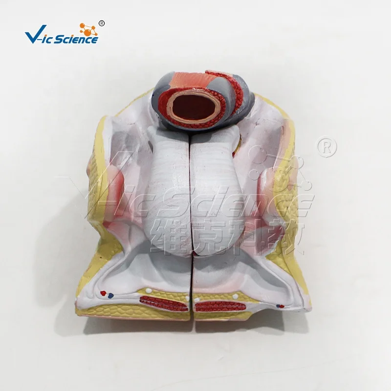 Female internal and external genital anatomy 4 parts human organs model anatomical model teaching